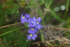 Dampiera linearis