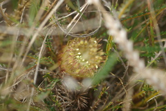 Banksia nivea