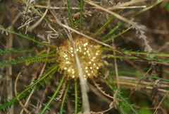 Banksia nivea