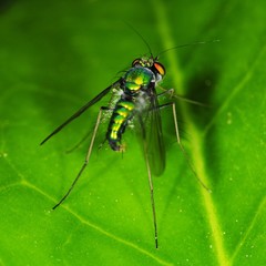 Condylostylus comatus