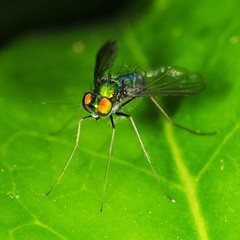 Condylostylus comatus