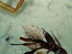 Phyllodesmium