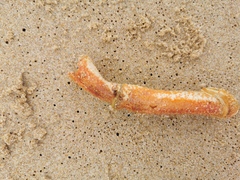 Maja brachydactyla