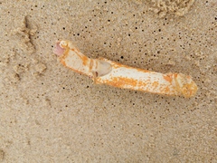 Maja brachydactyla