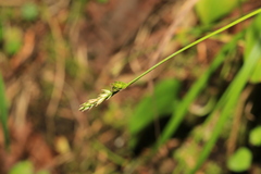 Carex pallida