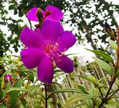 Pleroma semidecandrum