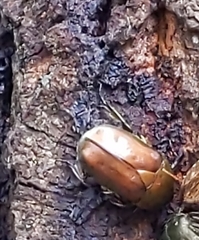 Pseudotorynorrhina japonica