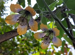 Abutilon ranadei