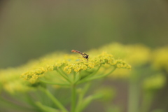 Sphaerophoria scripta