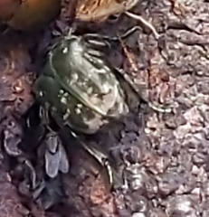 Protaetia orientalis