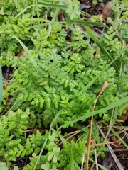 Cheilanthes capensis