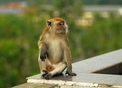Macaca fascicularis