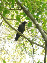 Acridotheres cristatellus