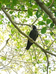 Acridotheres cristatellus
