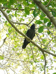 Acridotheres cristatellus