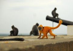 Trachypithecus selangorensis