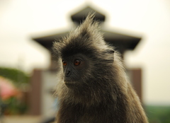 Trachypithecus selangorensis
