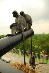 Trachypithecus selangorensis