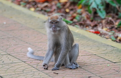 Macaca fascicularis