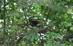 Paradoxurus musangus