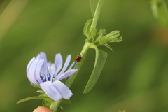 Neocrepidodera transversa