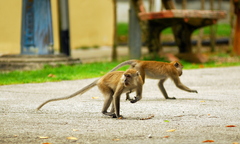 Macaca fascicularis