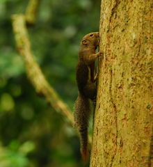 Callosciurus notatus