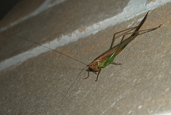 Conocephalus attenuatus