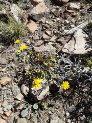 Eriophyllum lanatum integrifolium