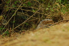 Varanus salvator macromaculatus