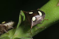 Paracritheus trimaculatus