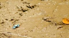 Boleophthalmus boddarti