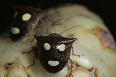 Paracritheus trimaculatus