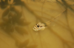 Periophthalmodon schlosseri