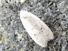 Scythropiodes hamatellus