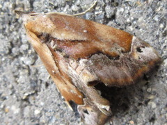 Lophomilia polybapta