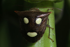 Paracritheus trimaculatus