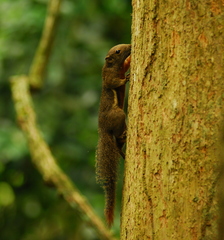 Callosciurus notatus