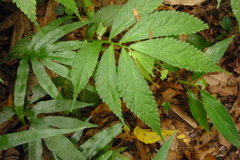 Elatostema acuteserratum