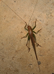 Conocephalus attenuatus