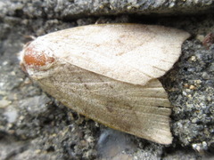 Macrochthonia fervens