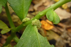 Elatostema acuteserratum