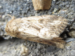 Spodoptera depravata