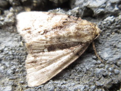 Chytonix albonotata