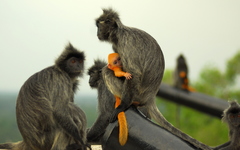 Trachypithecus selangorensis