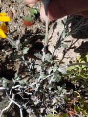 Eriophyllum lanatum integrifolium