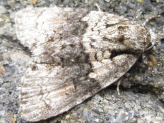 Cranionycta jankowskii