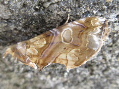 Plusiodonta casta