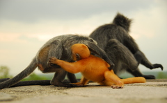 Trachypithecus selangorensis