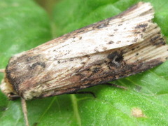 Axylia putris